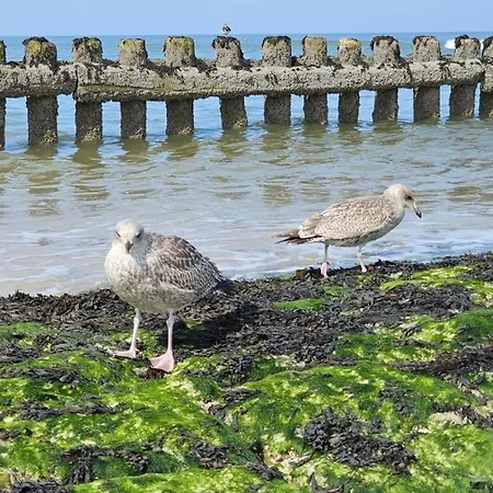 Ostbake * Wangerooge